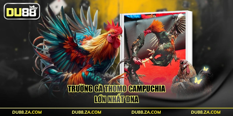 Trường gà Thomo Campuchia lớn nhất ĐNA